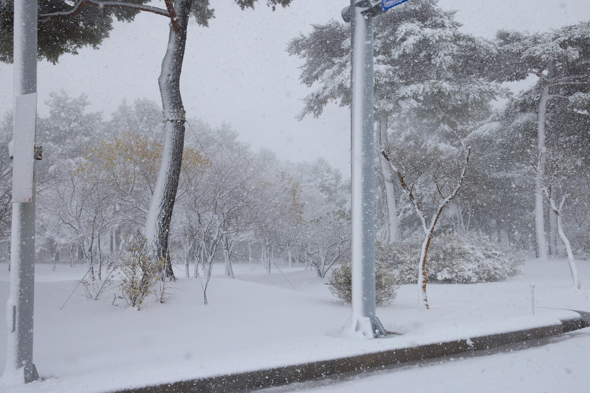 Seoul Snow Storm 27.11.2024